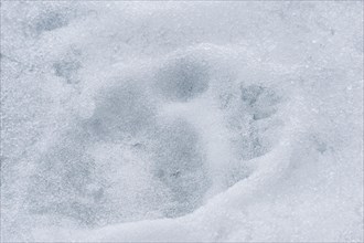 Polar bear (Ursus maritimus) tracks on ice