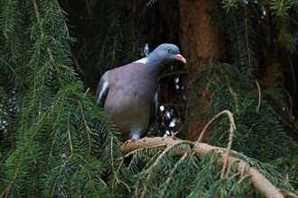 Common wood pigeon (Columba palumbus) in spruce