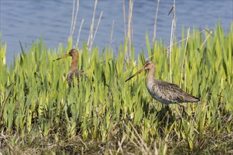 Black-tailed godwits (Limosa limosa)