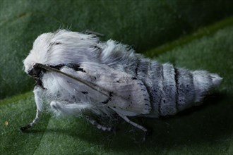 Miller (Acronicta leporina) moth