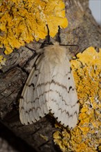 Gypsy moth (Lymantria dispar)