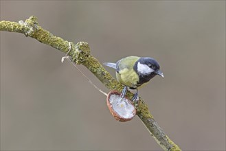 Great tit (Parus major) at feeding place