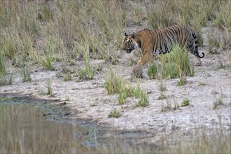 Male Bengal tiger (Panthera tigris tigris) approaching a pond