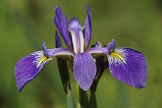 Variegated iris (Iris versicolor)