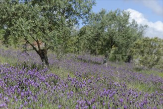 Olive grove (Olea europaea) with lavender (Lavandula stoechas)