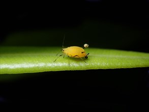 Oleander aphid (Aphis nerii)
