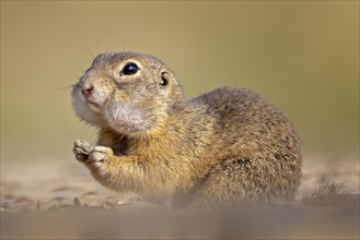 European ground squirrel (Spermophilus citellus) with collected food in cheek pouches