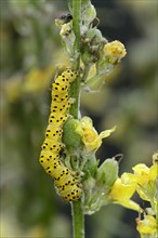 Caterpillar of the striped lychnis (Cucullia lychnitisi) on its forage plant