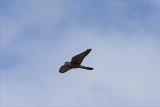 Common Common Kestrel (Falco tinnunculus) La Palma