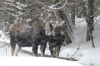Ten-month-old bull moose and cow moose in a snowstorm