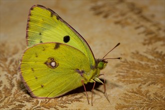Berger's clouded yellow (Colias alfacariensis)