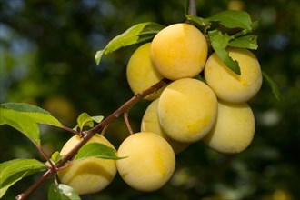 Mirabelle plum (Prunus domestica subsp. syriaca)