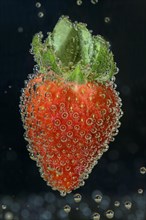 Strawberry (Fragaria x ananassa) (Fragaria x magna) pineapple-strawberry