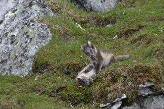 Young Arctic foxes (Vulpes lagopus) playing near the den