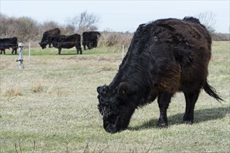 Galloway cattle