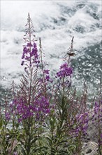 Blooming sally (Epilobium angustifolium) Parco naturale della Val Troncea