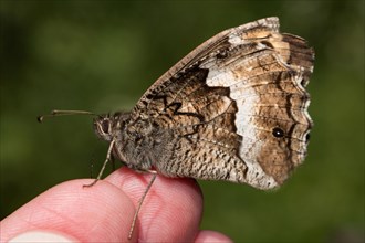 Small forest porter (Hipparchia hermione) on finger