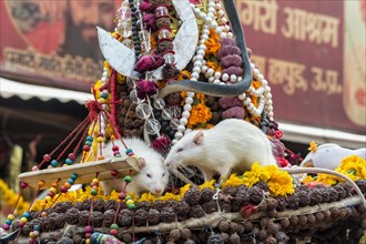 Sadhu hat with white rats