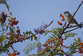 House sparrow (Passer domesticus) in mountain ash (Sorbus aucuparia)