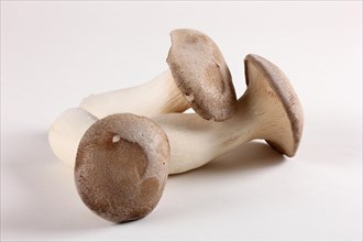 French horn mushrooms (Pleurotus eryngii)