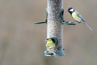 Male Eurasian siskin (Spinus spinus) and Great tit (Parus major)