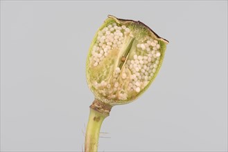 Poppy flowers (Papaver rhoeas) Poppy flower