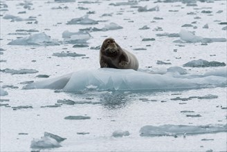 Bearded seal (Erignathus barbatus) on pack ice