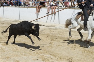 Wild bulls run and are led by riders in the streets