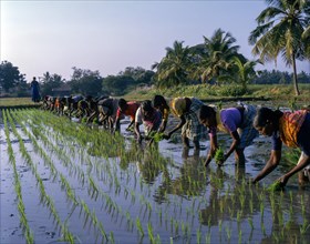 Female workers at Rice paddy