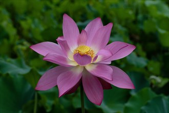Lotus in a garden