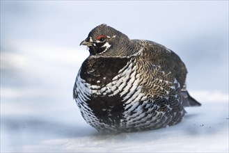 Spruce grouse (Falcipennis canadensis)