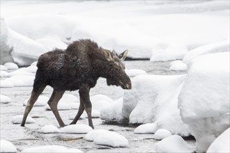 Ten-month-old elk bull running in the river in winter