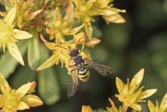 Belt wasp bee (Nomada succincta) (floriferum) (Sedum) Weihenstephan Gold