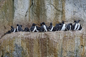 Thick-billed murre (Uria lomvia) or guillemot colony