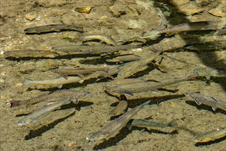 Brook Trouts (Salvelinus fontinalis) and brown trout (Salmo trutta fario)