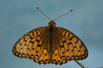 Large pearl butterfly (Maniola jurtina)