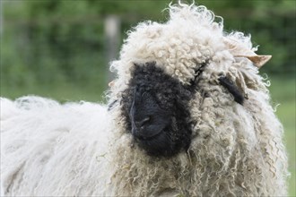 Valais blacknose sheep