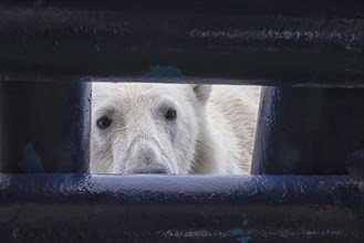 Polar bear (Ursus maritimus) looking through an opening in the deck of a ship