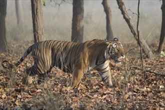 Male Bengal tiger (Panthera tigris tigris) walking in the forest