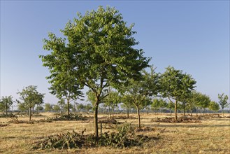 Apple trees (Malus)