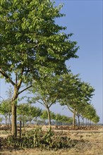 Apple trees (Malus)