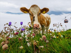 Cow eating on flowering alpine meadow
