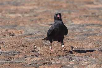 Red-billed Crow (Pyrrhocorax pyrrhocorax barbarus)