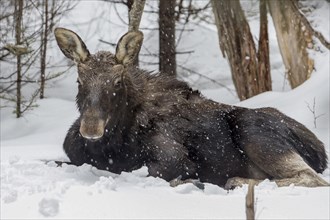 Ten-month-old bull moose resting on snow