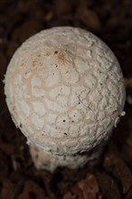 Fluffy Puffball (Lycoperdon mammiforme)