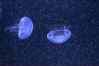 Common jellyfish (Aurelia aurita) Baltic Sea Info Center