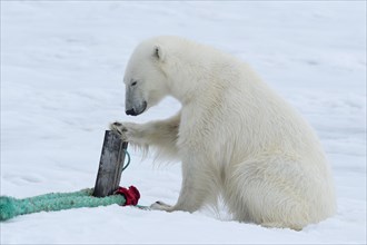 Polar bear (Ursus maritimus) inspects rope and mast holding expedition ship