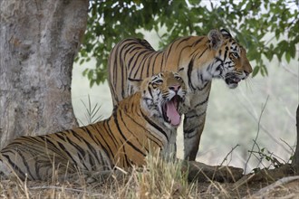 Two young Bengal tigers (Panthera tigris tigris)