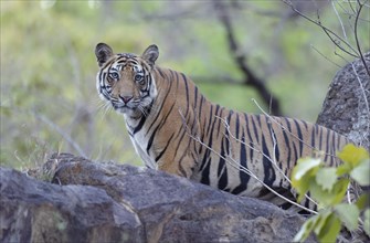 Young Bengal tiger (Panthera tigris tigris) in the forest