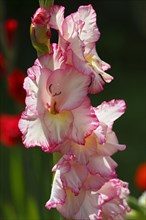 Garden Gladiolus (Gladiolus x hortulanus)